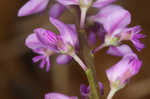 Racemed milkwort